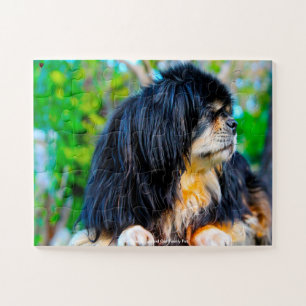 Our Tibetan Spaniel Our Family Pet Jigsaw Puzzle