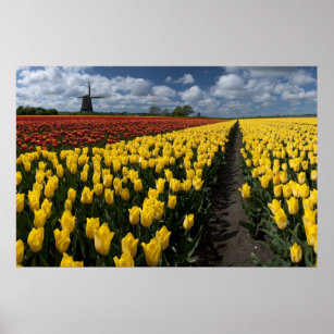 Out In The Tulip Fields Poster