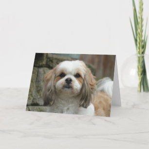 "Out of Bones" Pet Humour Greeting Card