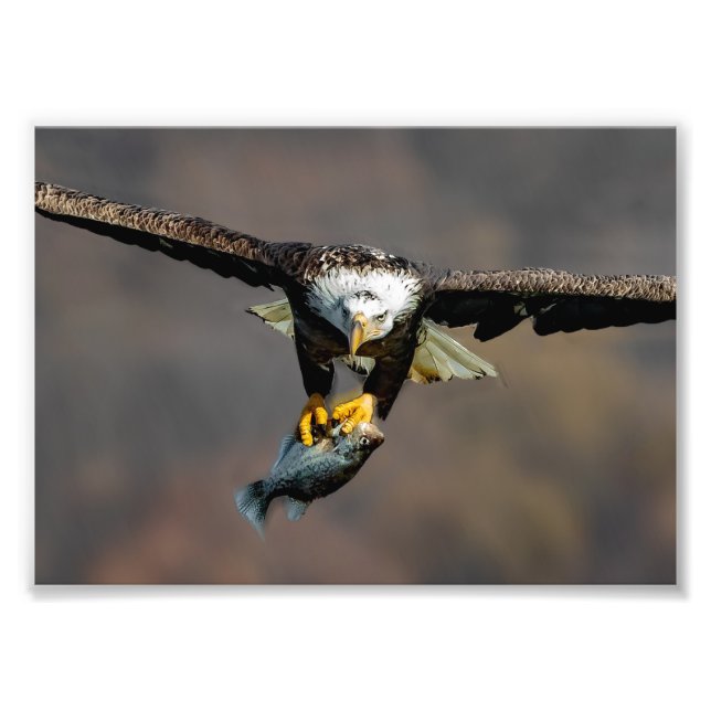 Out Of My Way, Eagle With Fish Photo Print (Front)