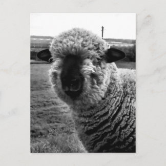 Out of Sight M-a-a-a-n Postcard