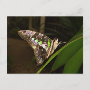 Out of the dark - Butterfly sitting on leaf Postcard