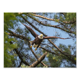 Out of the Pines Photo Print