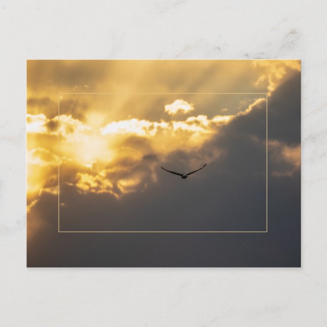 Out Of The Sun Bald Eagle With Border Postcard (Front)