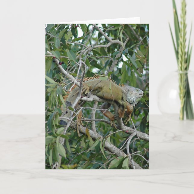 Out on a Limb Card (Front)