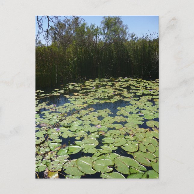 Outback Lily Pads  Postcard (Front)