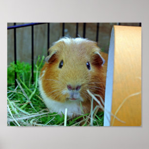 Outdoor guinea pig poster