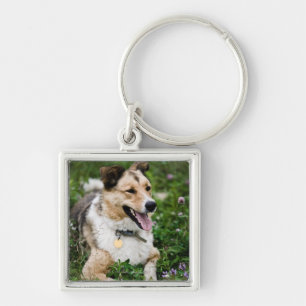 Outdoor portrait of dog lying down in meadow key ring