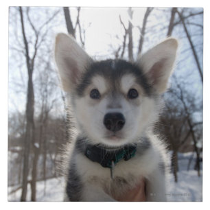 Outdoor portrait of husky dog puppy ceramic tile