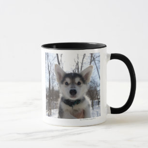 Outdoor portrait of husky dog puppy mug