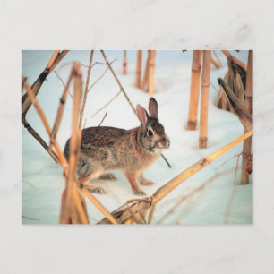 Outdoor Rabbit Postcard