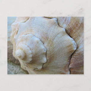 Outer Banks Conch Seashell Postcard
