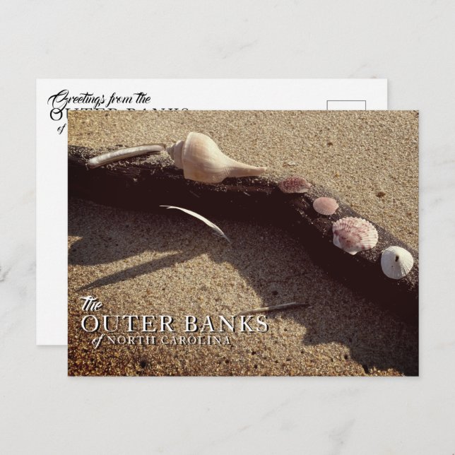 Outer Banks Sea Shells Postcards (Front/Back)