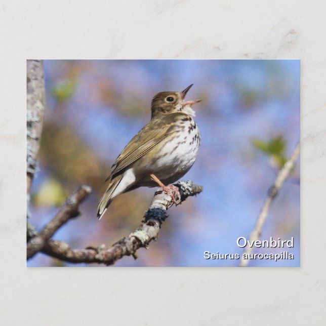 Ovenbird Postcard (Front)