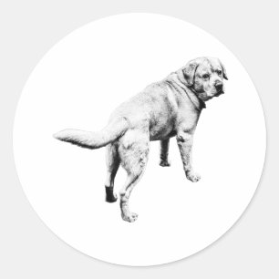 Over-Shoulder Lab, Tail In Motion Classic Round Sticker