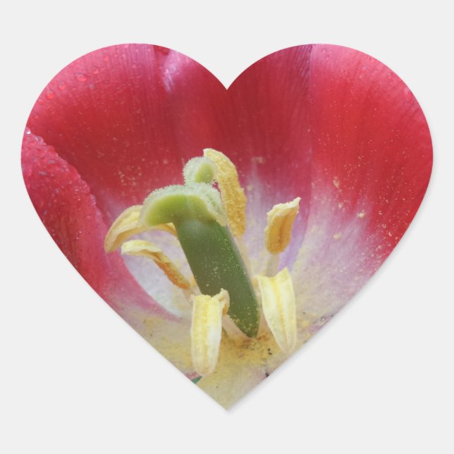 Overblown Tulip Flower Heart Sticker (Front)