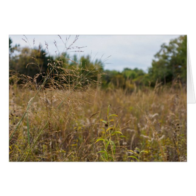 Overgrown Prairie (Front Horizontal)