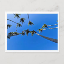 Overhead view of palm trees