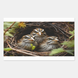 Overhead view white throated chicks in nest rectangular sticker