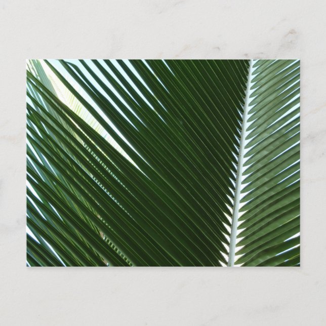 Overlapping Palm Fronds Tropical Green Abstract Postcard (Front)