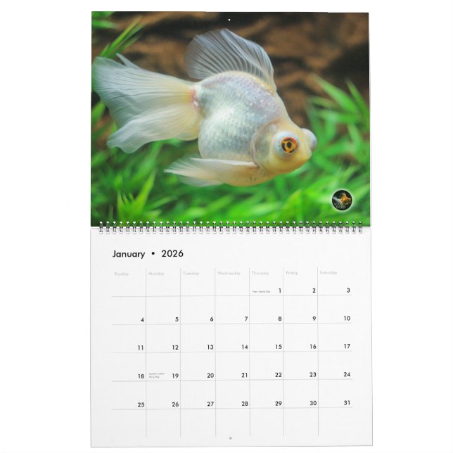 Oversized 2016 SOLID GOLD Goldfish Calendar (Jan 2026)