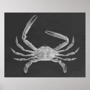 Oversized Crab Triptych Poster Print