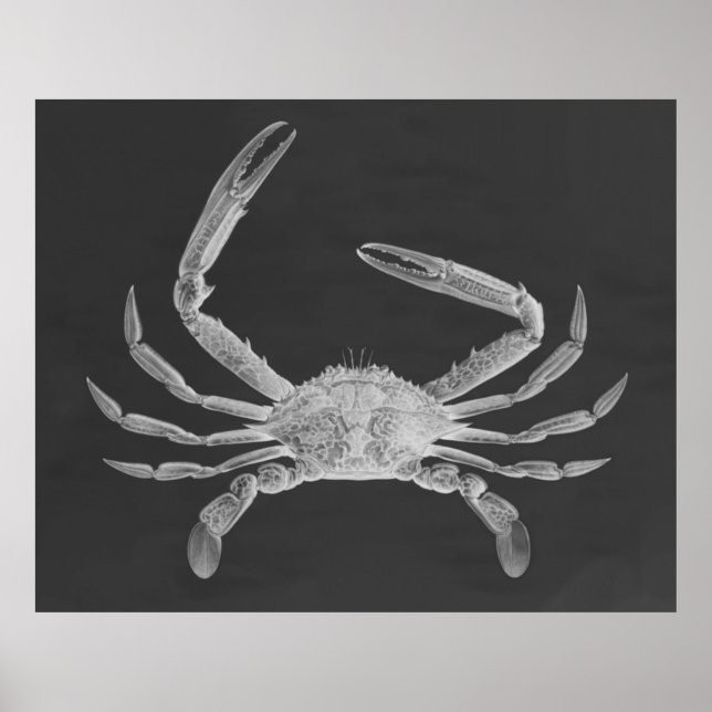 Oversized Crab Triptych Poster Print (Front)