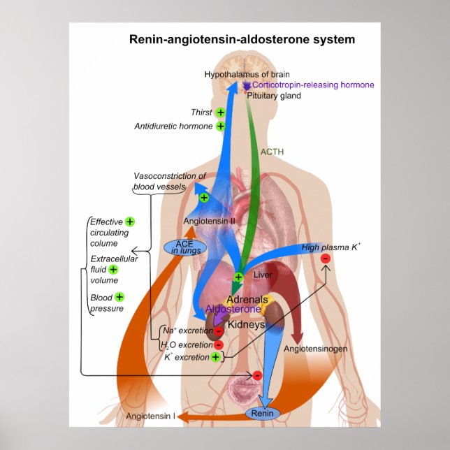 Overview Chart of the Renin-Angiotensin System (Front)