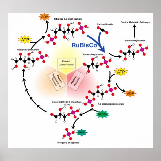 Overview of the Calvin Cycle and Carbon Fixation Poster
