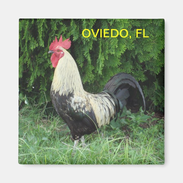 OVIEDO CHICK MAGNET (Front)