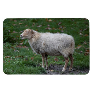 Ovis aries magnet