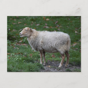 Ovis aries postcard