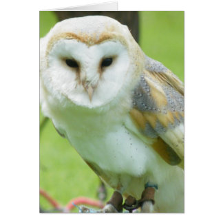 Owl
