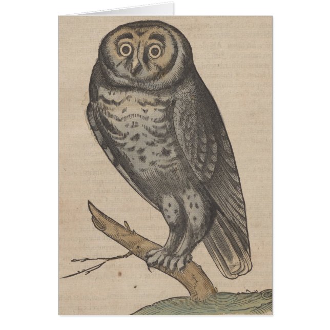 Owl (Front)