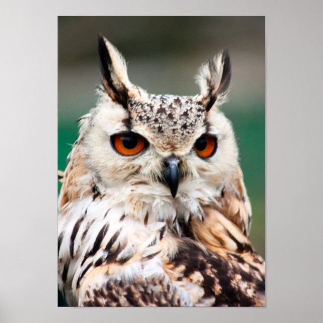 Owl 1 poster (Front)