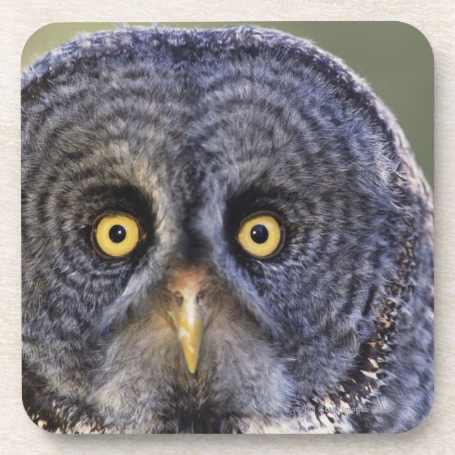 Owl 3 coaster (Front)