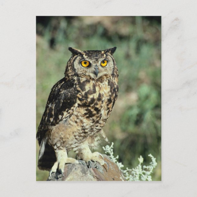 Owl (9) postcard (Front)