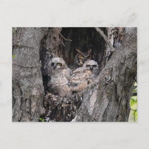 Owl and Owlets Postcard