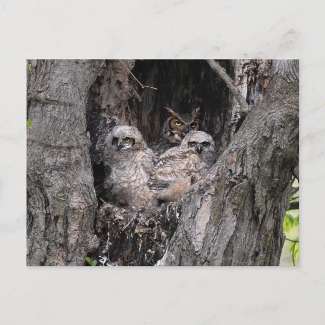 Owl and Owlets Postcard (Front)