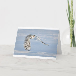 Owl Animal Bird Winter Snow Frozen Ice Cold Card