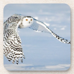 Owl Animal Bird Winter Snow Frozen Ice Cold Coaster