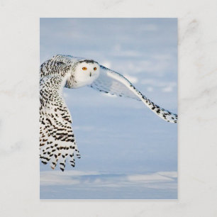 Owl Animal Bird Winter Snow Frozen Ice Cold Postcard