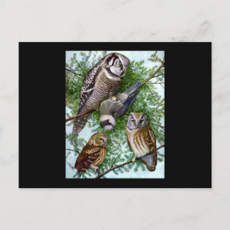 Owl Art Postcard