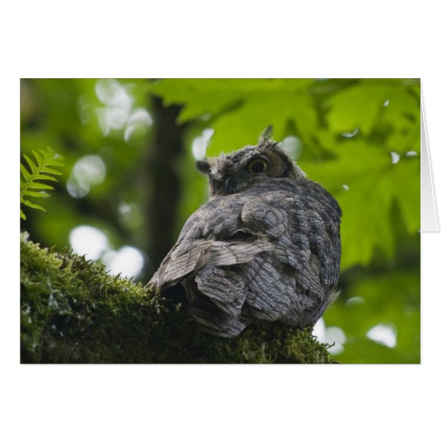 Owl at Nisqually Card (Front Horizontal)