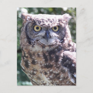 Owl be watching you! postcard
