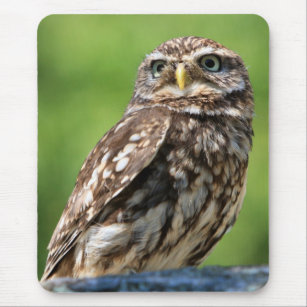 Owl beautiful photo mousemat,  mousepad