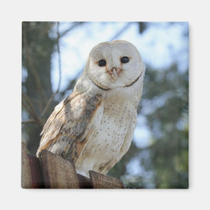 Owl Bird Animal Feathers Nature Peace Love Destiny Magnet