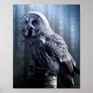 Owl Bird Animal Woodland Forest  Poster