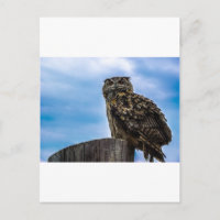 Owl Bird Feathers Animal Nature Destiny Peace Love