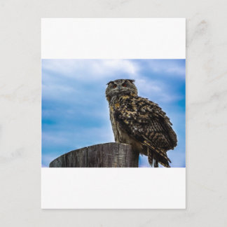 Owl Bird Feathers Animal Nature Destiny Peace Love Postcard